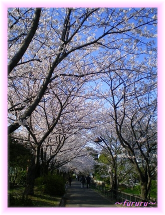 桜トンネル