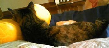 猫と枕1