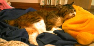 猫と枕2