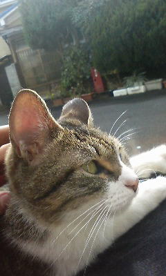 ねこ２