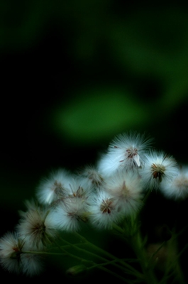 のぼろ菊