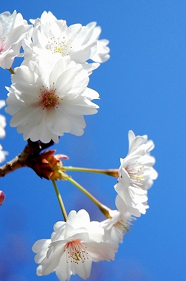 西法寺の薄墨桜