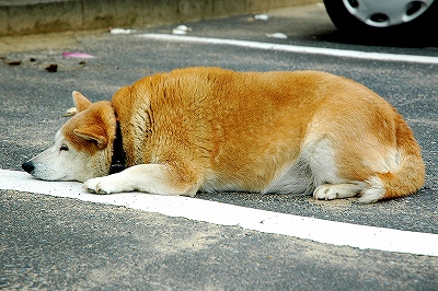 でぶ犬
