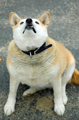でぶ犬