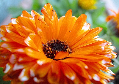 金盞花