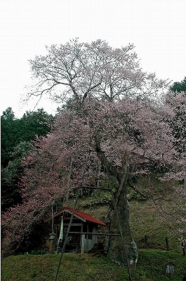 岩井畝の大桜