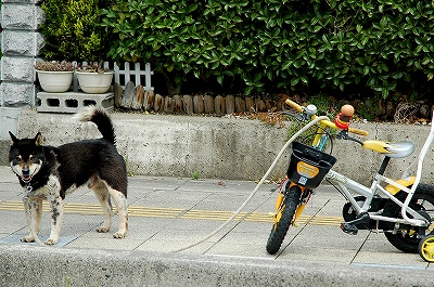 引っ張る犬