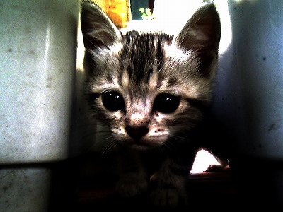 仔猫