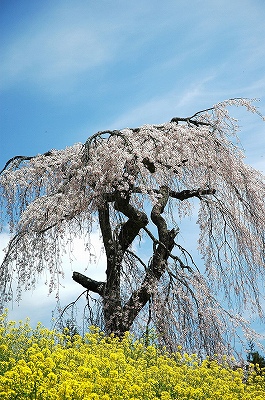 西村大師堂の枝垂桜