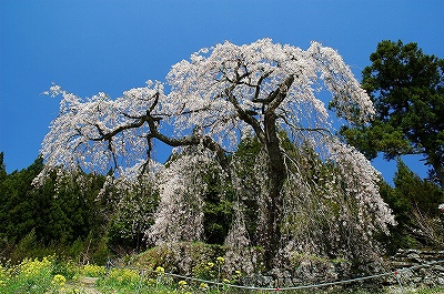 西村大師堂の枝垂桜