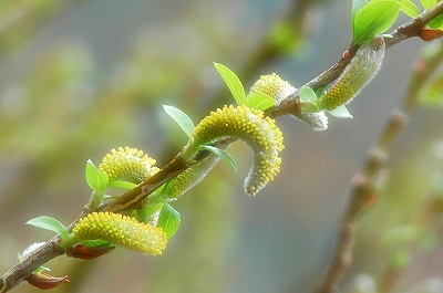 柳花