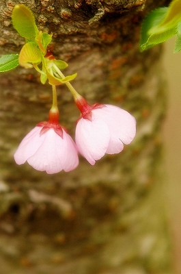 ふたり