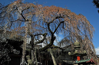 奈良・氷室神社
