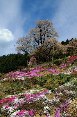 吾川のひょうたん桜
