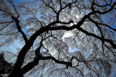 法蓮寺の枝垂桜