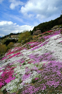 芝桜