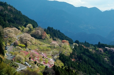 吾川のひょうたん桜