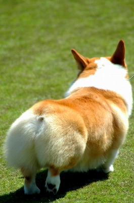 おしり