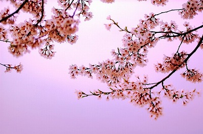 醍醐桜