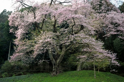 吉良のエドヒガン