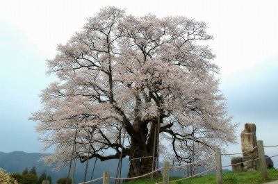 醍醐桜