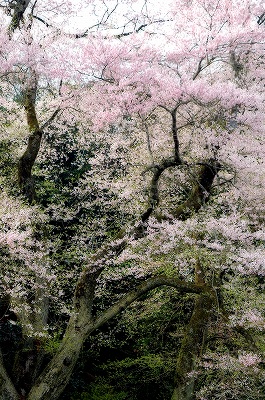 吉良のエドヒガン
