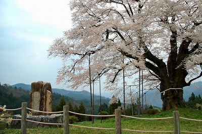 醍醐桜