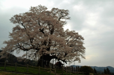 醍醐桜