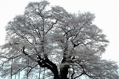 醍醐桜
