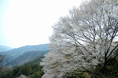 伴田の桜