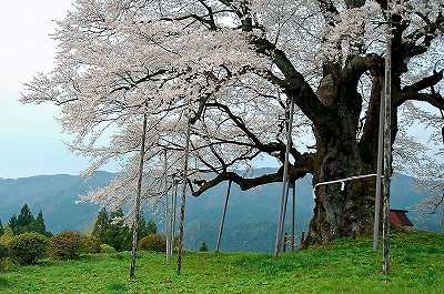 醍醐桜