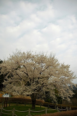 二代目醍醐桜