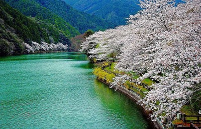 川口ダム湖の桜