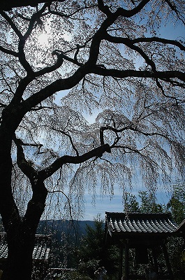 法蓮寺の枝垂桜