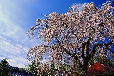 法蓮寺の枝垂桜