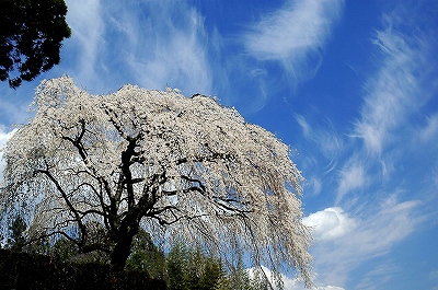 中越家の枝垂桜