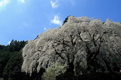中越家の枝垂桜