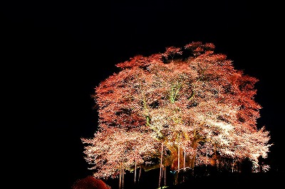 醍醐桜・夜