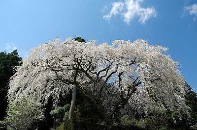 中越家の枝垂桜