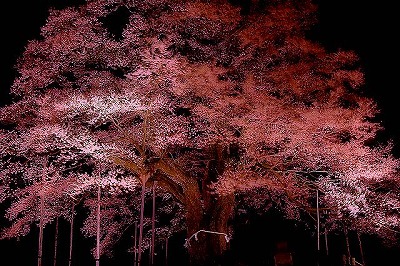 醍醐桜・夜