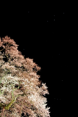星と桜