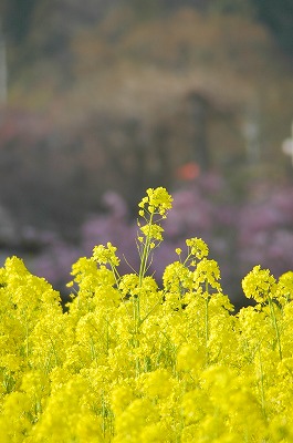 菜の花