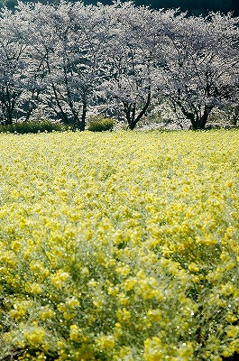 朝露の中で