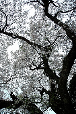 長瀬の大枝垂桜