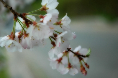 長瀬の大枝垂桜