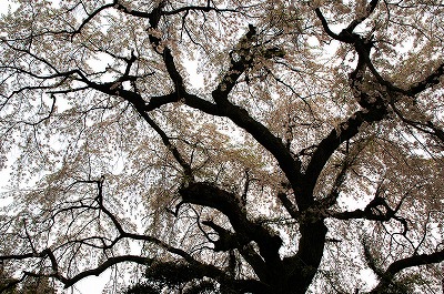 長瀬の大枝垂桜