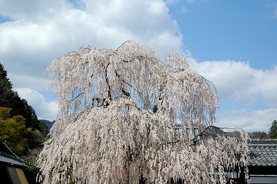 大野寺の枝垂桜