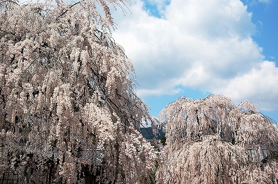 大野寺の枝垂桜