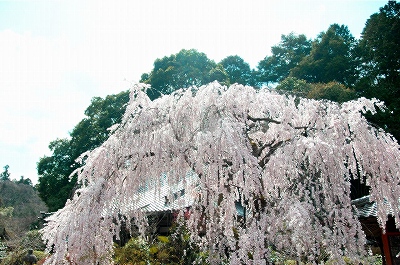 大野寺の枝垂桜
