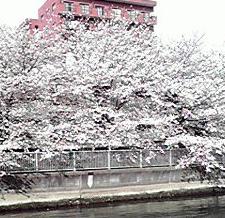 門前仲町･大横川の桜